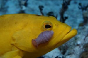 Yellow Coney, Bahamas, Nikon F100 with 105mm macro lens i... by Ernst Seeling 